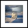 Arctic Polar Bear 169 